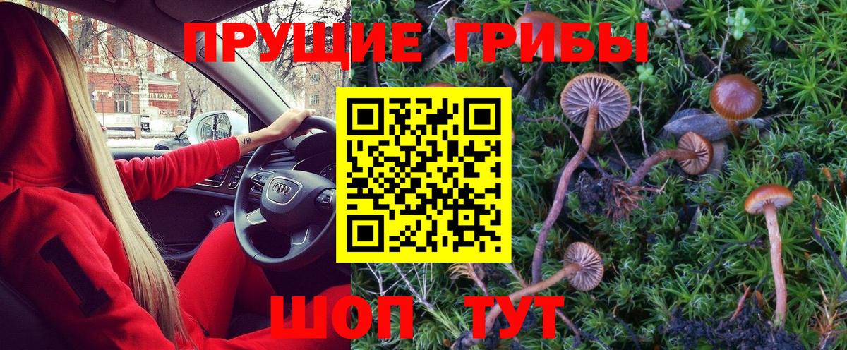 Усть-Джегута  Галлюциногенные грибы Psilocybe  Вход с VPN 
